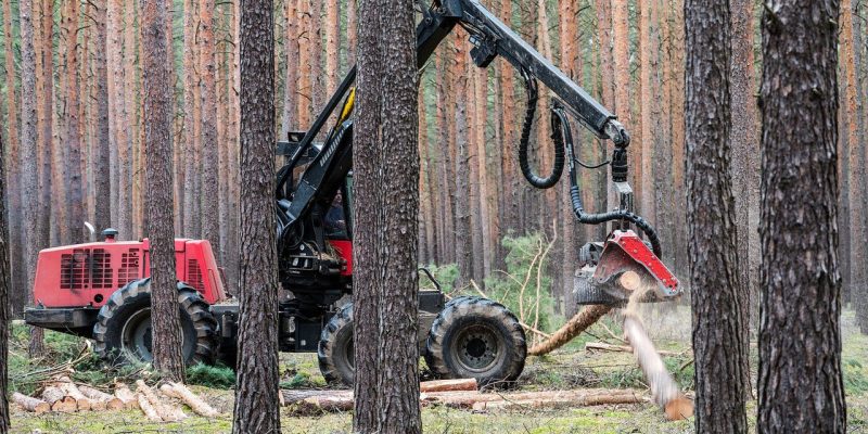 grue forestiere 800x400 1